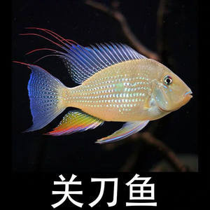 長春龍魚上門回收電話號碼是多少號啊：探尋長春龍魚上門回收電話號碼，背后的市場與考量