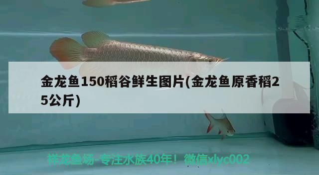塔城水族批發市場地址電話是多少呀 塔城水族批發市場地址電話是多少呀