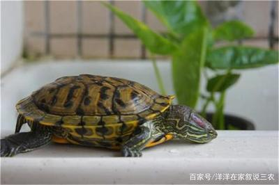 招財貓魚好養嗎？全面解析飼養技巧與注意事項