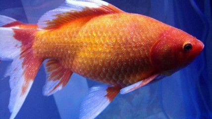 觀賞魚身上有白色點怎么治療（觀賞魚身上出現白色點可能是由水霉病引起的藥物來預防和治療） 觀賞魚身上有白色點怎么治療（觀賞魚身上出現白色點可能是由水霉病引起的藥物來預防和治療） 九鼎魚缸 第1張