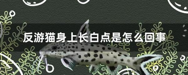 觀賞魚身上有白色點怎么治療（觀賞魚身上出現白色點可能是由水霉病引起的藥物來預防和治療） 觀賞魚身上有白色點怎么治療（觀賞魚身上出現白色點可能是由水霉病引起的藥物來預防和治療） 九鼎魚缸 第3張
