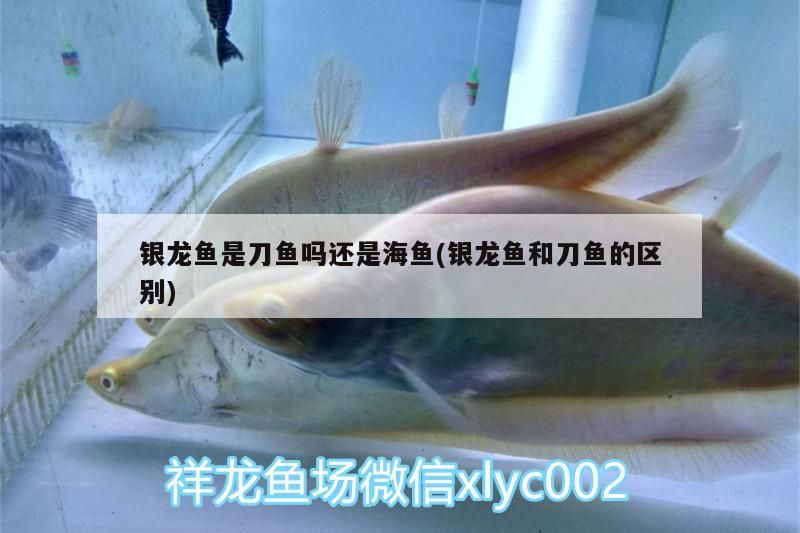 銀龍魚是刀魚嗎還是海魚(銀龍魚和刀魚的區別)