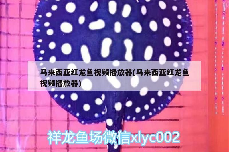 馬來西亞紅龍魚視頻播放器(馬來西亞紅龍魚視頻播放器)