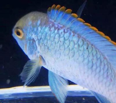 長春龍魚上門回收電話地址查詢號碼：長春龍魚上門回收，電話地址查詢全攻略