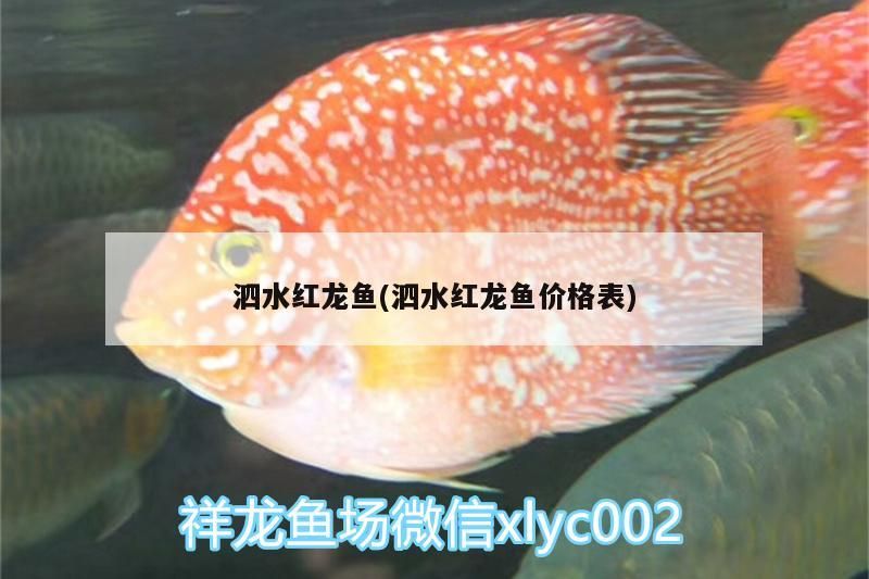 泗水紅龍魚(泗水紅龍魚價格表)