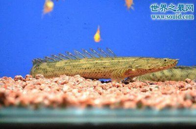 鱷魚恐龍王（鱷魚恐龍王是一種虛構(gòu)的生物） 鱷魚恐龍王（鱷魚恐龍王是一種虛構(gòu)的生物） 貝因美 第1張