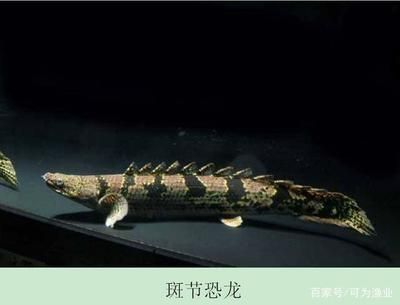 鱷魚恐龍王（鱷魚恐龍王是一種虛構(gòu)的生物） 鱷魚恐龍王（鱷魚恐龍王是一種虛構(gòu)的生物） 貝因美 第3張