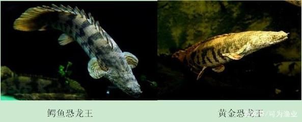 鱷魚恐龍王（鱷魚恐龍王是一種虛構(gòu)的生物） 鱷魚恐龍王（鱷魚恐龍王是一種虛構(gòu)的生物） 貝因美 第4張