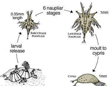 招財龍魚最忌三種東西，養對了才能財源滾滾！