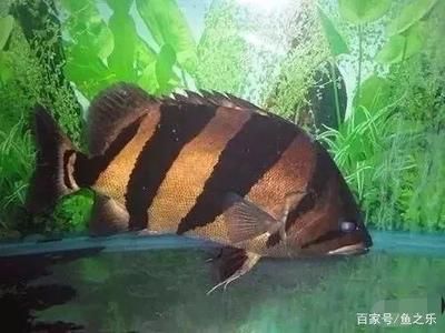 虎魚一天喂食量多少克：對于虎魚一天喂食量多少克
