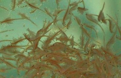 招財龍魚最忌三個顏色，選錯色彩恐破財，養魚風水必知禁忌