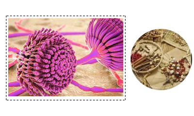 長春龍魚批發市場地址在哪兒啊：探尋長春龍魚批發市場，地址全解析與市場探秘