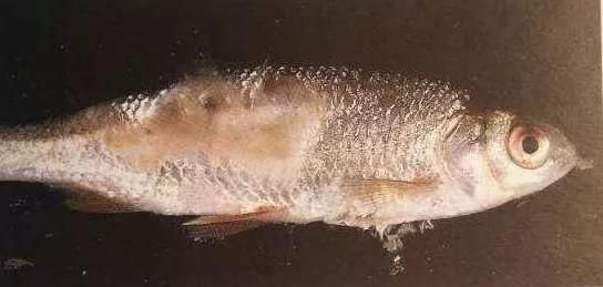 招財龍魚好養嗎？全面解析飼養技巧與注意事項