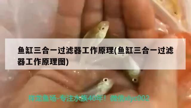 泗水哪里有賣魚缸的地方?。ㄣ羲睦镉匈u魚缸的地方啊電話）