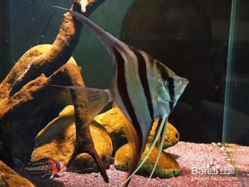 招財龍屬于什么檔次？揭秘招財龍的風水價值與收藏意義