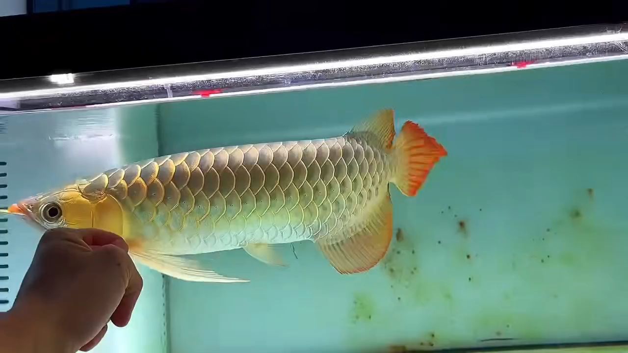 如何區分幻彩藍寶石和幻彩紅寶石，幻彩藍寶石和幻彩紅寶石哪個更珍貴