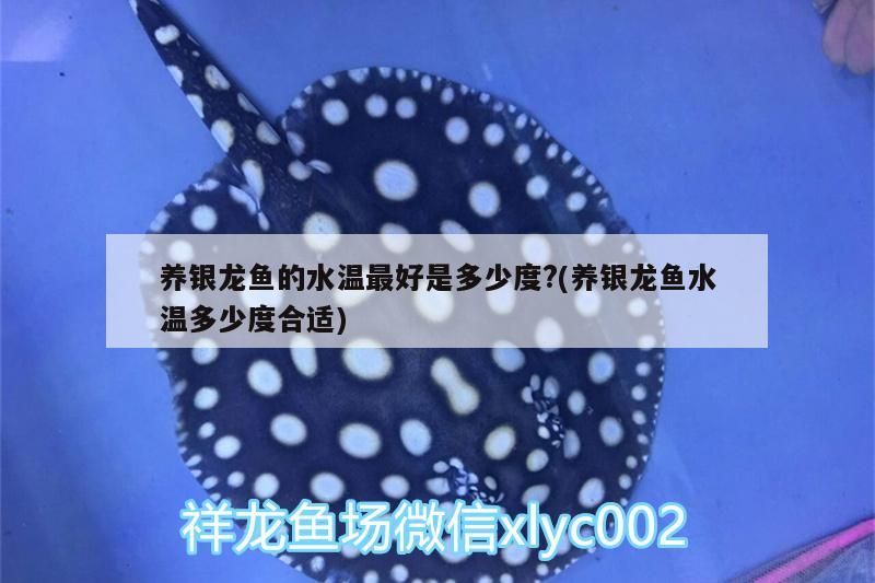 養銀龍魚的水溫最好是多少度?(養銀龍魚水溫多少度合適) 養銀龍魚的水溫最好是多少度?(養銀龍魚水溫多少度合適) 銀龍魚百科