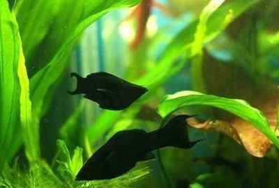 吃浮萍的觀賞魚叫什么品種好（養(yǎng)殖觀賞魚需要注意哪些問題）