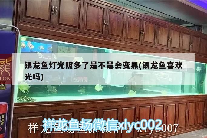 銀龍魚燈光照多了是不是會變黑(銀龍魚喜歡光嗎)