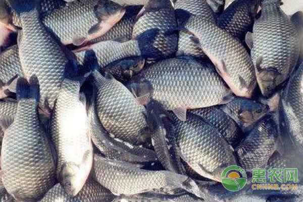 招財(cái)金龍最忌三種水果，風(fēng)水禁忌不可忽視