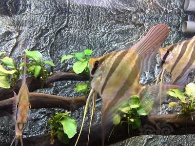 招財(cái)金龍魚擺件擺放位置指南，風(fēng)水布局與財(cái)運(yùn)提升