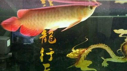 豬鼻龜身上腐皮白點怎么回事:豬鼻龜身上出現白色點點是怎么回事 豬鼻龜百科 第3張 豬鼻龜身上腐皮白點怎么回事:豬鼻龜身上出現白色點點是怎么回事 豬鼻龜身上腐皮白點怎么回事:豬鼻龜身上出現白色點點是怎么回事 豬鼻龜百科 第3張