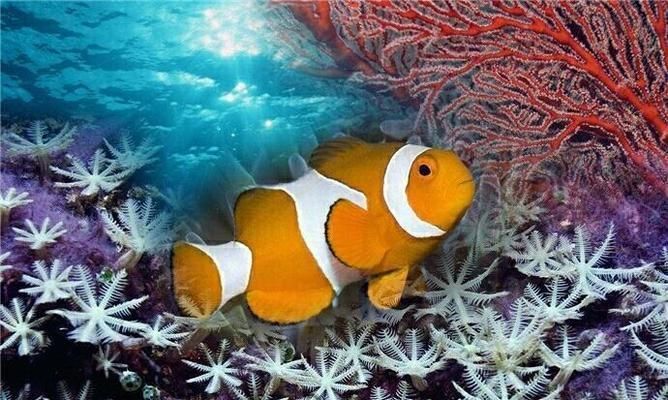 水族館店鋪里有什么動物名字呢（水族館中可能出現的一些動物名字） 水族館店鋪里有什么動物名字呢（水族館中可能出現的一些動物名字） 水族館百科（水族館加盟） 第2張
