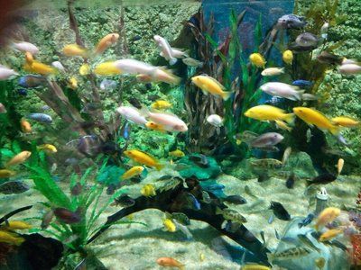 水族館店鋪里有什么動物名字呢（水族館中可能出現的一些動物名字） 水族館店鋪里有什么動物名字呢（水族館中可能出現的一些動物名字） 水族館百科（水族館加盟） 第3張
