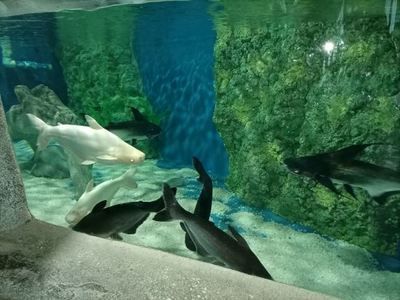 水族館店鋪里有什么動物名字呢（水族館中可能出現的一些動物名字） 水族館店鋪里有什么動物名字呢（水族館中可能出現的一些動物名字） 水族館百科（水族館加盟） 第5張