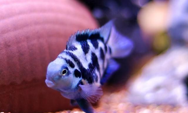 互動性好的觀賞魚品種（觀賞魚的互動性的培養）