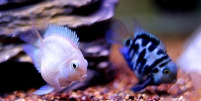 互動性好的觀賞魚品種（觀賞魚的互動性的培養）