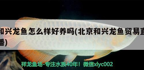 和興龍魚怎么樣好養嗎(北京和興龍魚貿易直播)