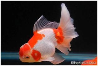 白色的觀賞魚叫什么魚類（白色的觀賞魚及其分類，白色觀賞魚及其分類及其分類）