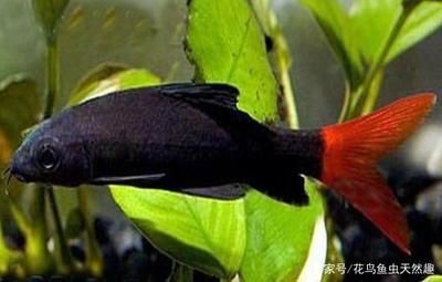 白色的觀賞魚叫什么魚類（白色的觀賞魚及其分類，白色觀賞魚及其分類及其分類）