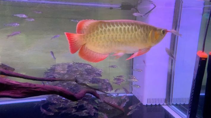 水族館加盟店排行榜及價格表：水族館加盟店排行榜