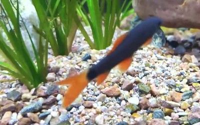 長期不養魚的魚缸如何徹底清洗？詳細步驟與注意事項