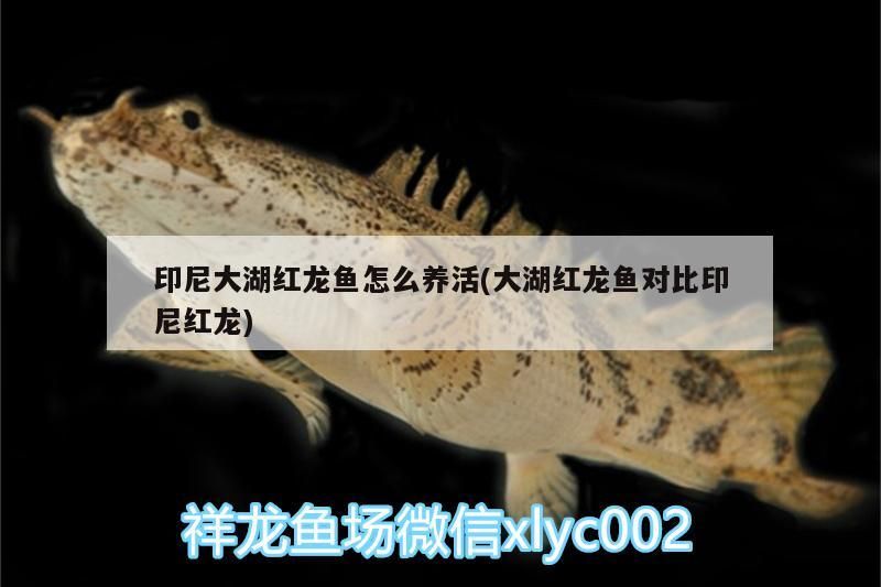 印尼大湖紅龍魚怎么養(yǎng)活(大湖紅龍魚對(duì)比印尼紅龍)