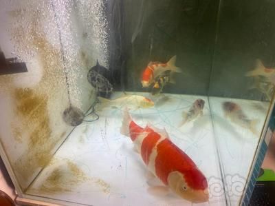 章魚喜歡人類嗎？揭秘頭足類動物的復雜情感世界