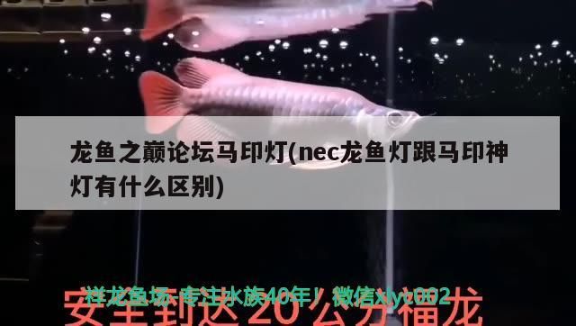 龍魚之巔論壇馬印燈(nec龍魚燈跟馬印神燈有什么區別)