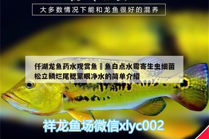 仟湖龍魚藥水觀賞魚魟魚白點水霉寄生蟲細菌松立鱗爛尾鰓蒙眼凈水的簡單介紹