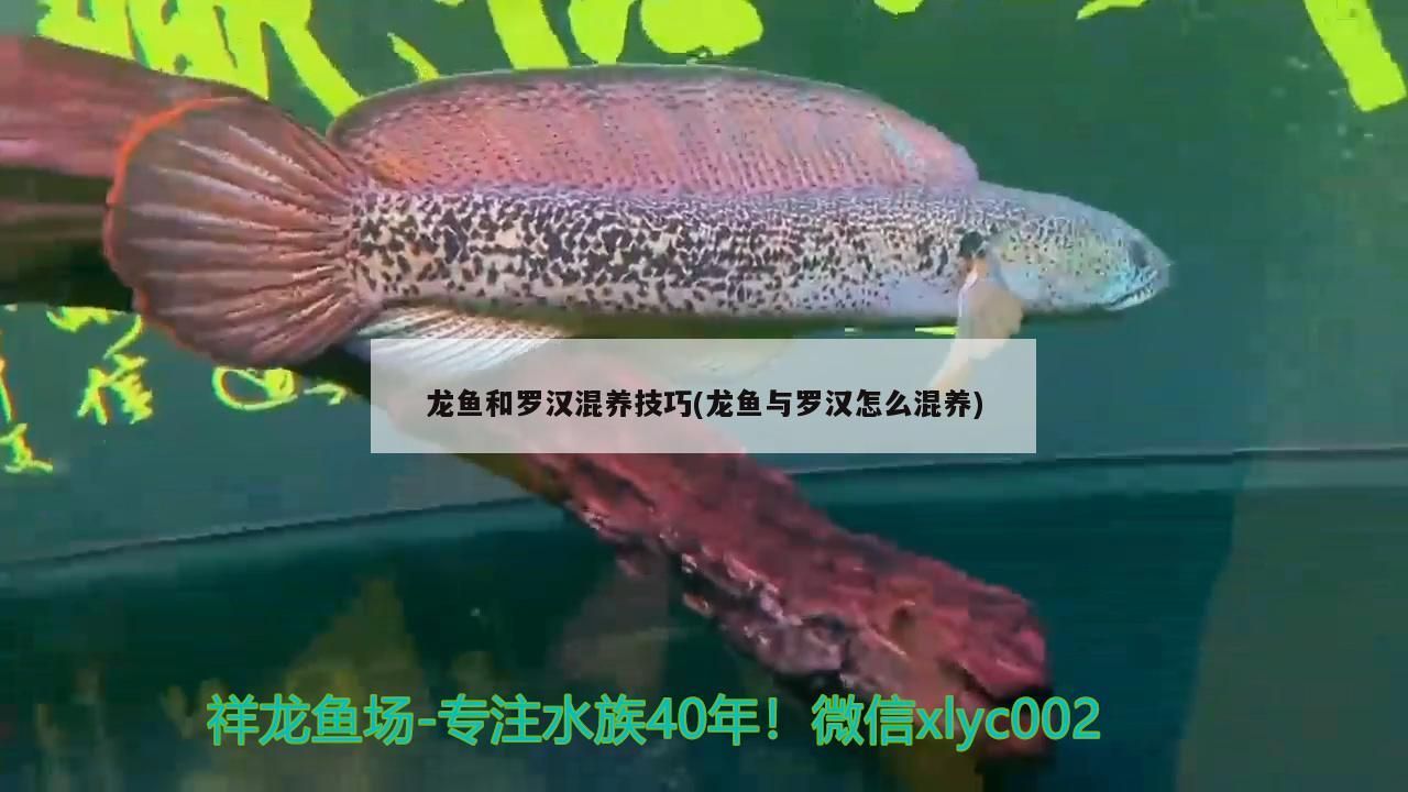 龍魚和羅漢混養技巧(龍魚與羅漢怎么混養)