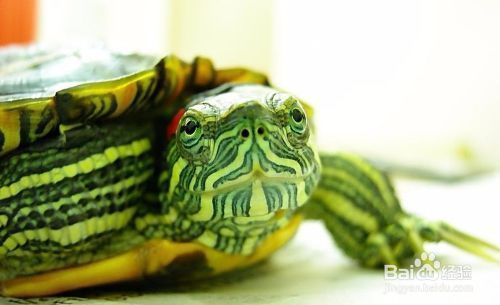 怎樣用高錳酸鉀治療魚爛尾，全面指南與注意事項