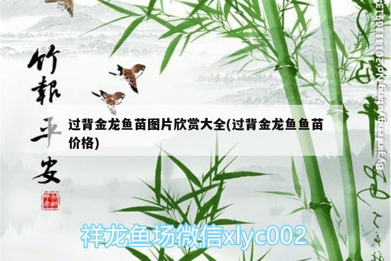 過背金龍魚苗圖片欣賞大全(過背金龍魚魚苗價格)