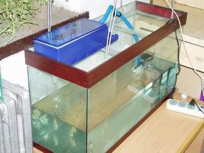 80魚缸鋪底砂需要多少斤：80魚缸鋪底砂的量主要取決于魚缸的尺寸、底砂的種類和厚度