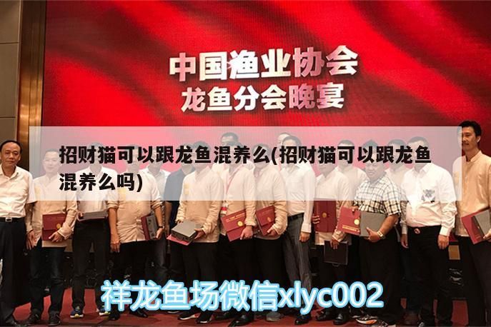招財貓可以跟龍魚混養么(招財貓可以跟龍魚混養么嗎)