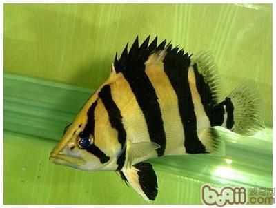 泰國虎魚觀賞價值評估，泰國虎魚與相似品種對比泰國虎魚價格波動原因分享