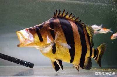 泰國虎魚觀賞價值評估，泰國虎魚與相似品種對比泰國虎魚價格波動原因分享