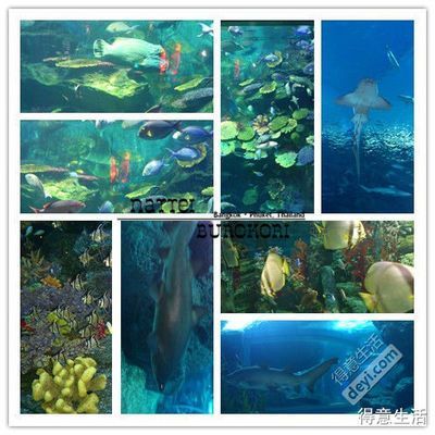 水族館的英文單詞是什么（家庭水族箱的維護(hù)）