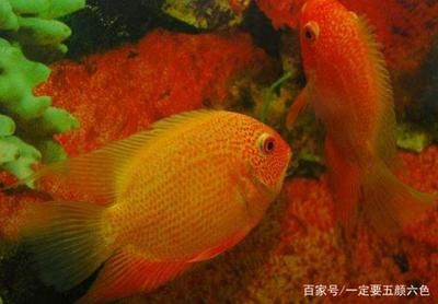 科學指南，如何安全有效地降低魚缸水的pH值