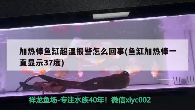 加熱棒魚缸超溫報警怎么回事(魚缸加熱棒一直顯示37度)